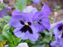 photo_violette